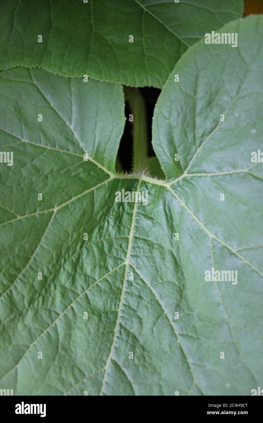 Plant with huge leaves hires stock photography and images Alamy