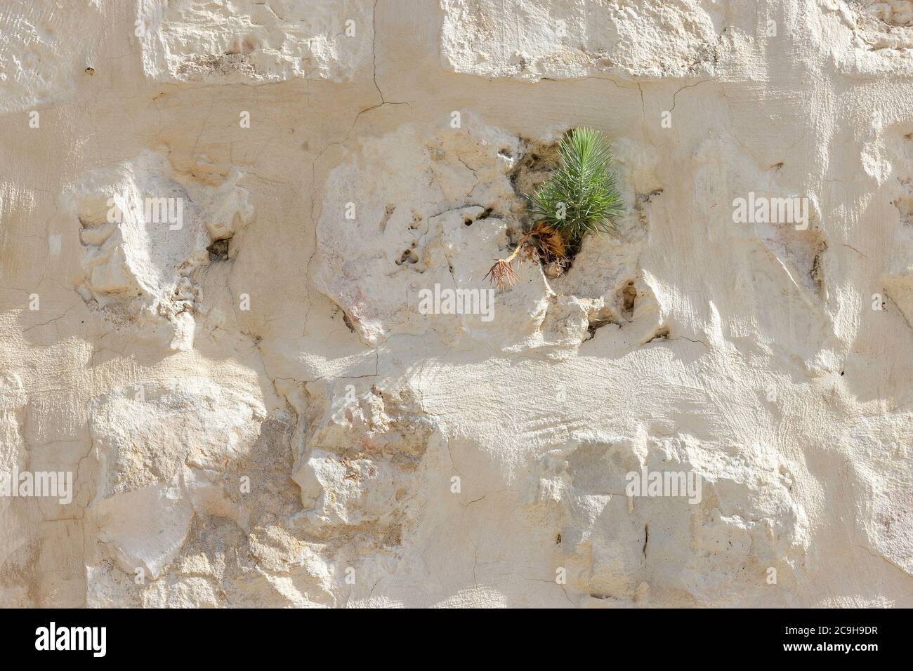 A young pine tree growing out of a stone wall, typical of old buildings