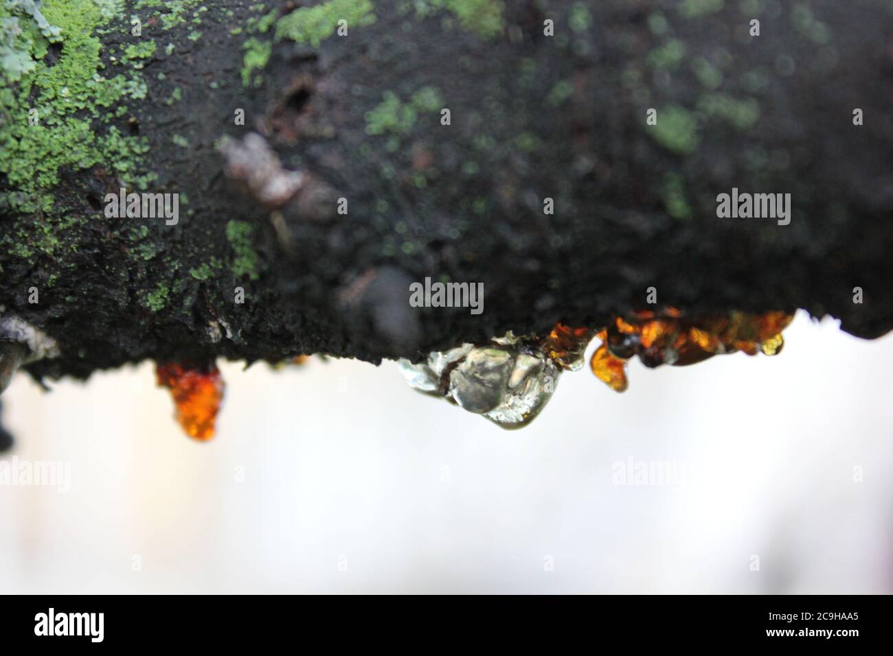 Organic gummosis, Cytospora, Leucostoma canker, living on a cherry tree in the backyard. Stock Photo