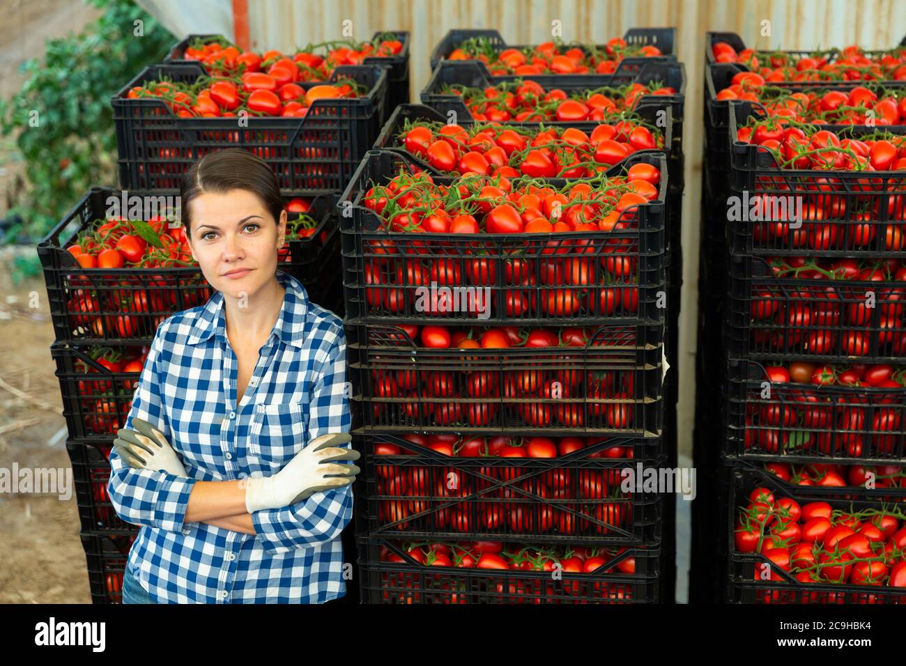 Portrait of successful farmer woman next to crop of ripe red tomatoes ...