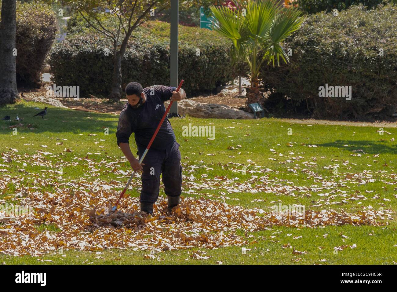 Jerusalem, Israel - July 30th, 2020: A park maintenance man sweeps away fallen leaves, wearing a COVID mask. Stock Photo