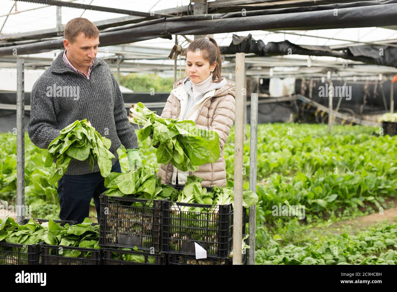 Portrait of man and woman gardeners during harvesting of green lettuce ...