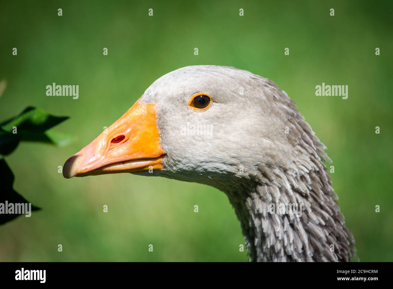 Goose of the goose breed 'Österreichische Landgans', a critically endangered goose breed from Austria Stock Photo