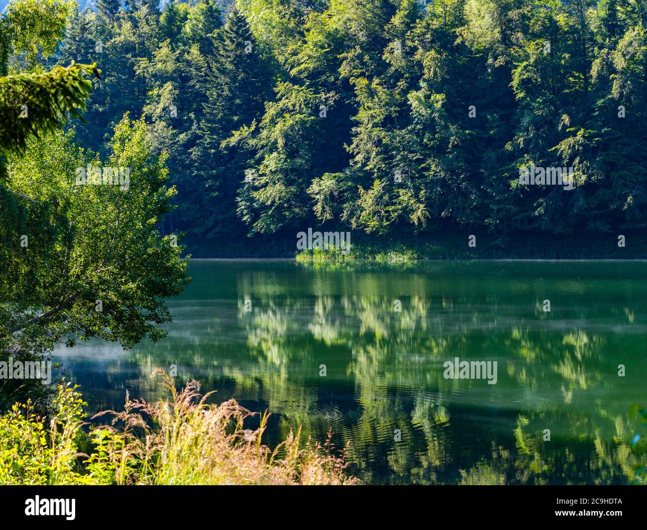 Beautiful nature of Lokve lake in Croatia Europe preserved natural environment Stock Photo