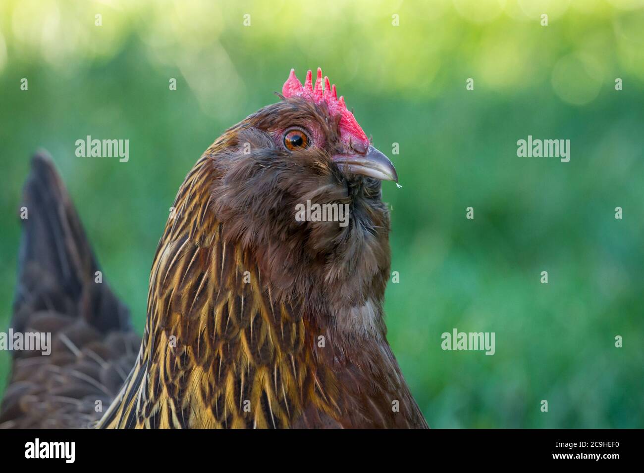 Bantam Thuringian Bearded Chicken hen (Thüringer ZwergBarthuhn), a