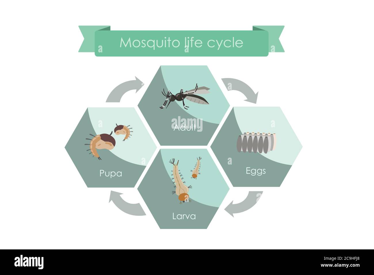 Life cycle of mosquitoes from egg to adult. Display chart showing life cycle of mosquito. Stock Vector