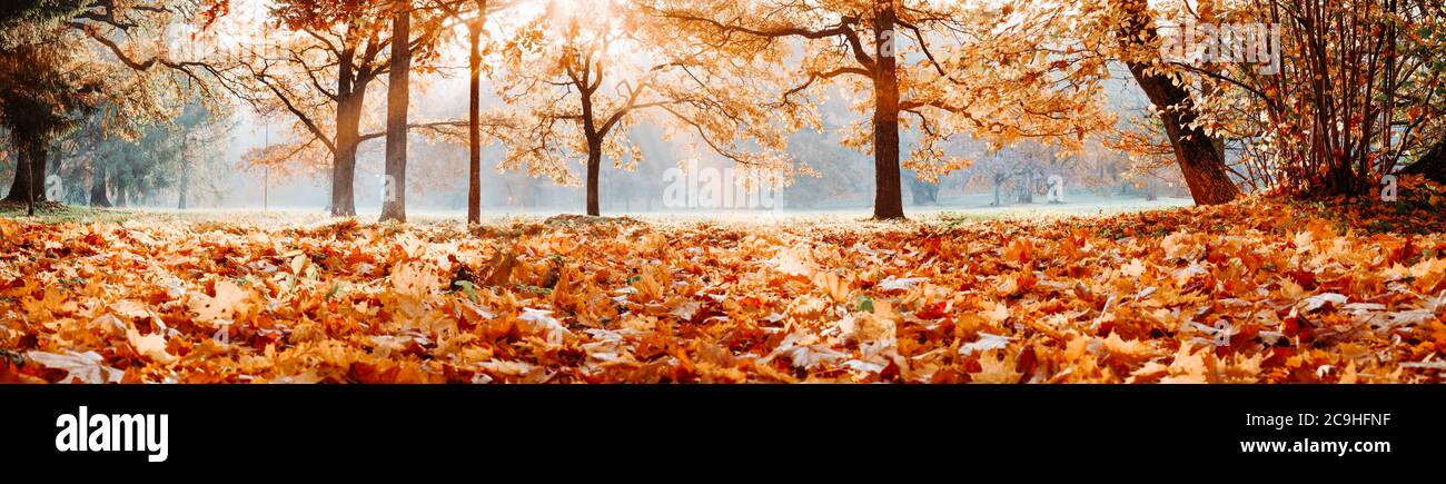 trees in the park in autumn on sunny day Stock Photo - Alamy