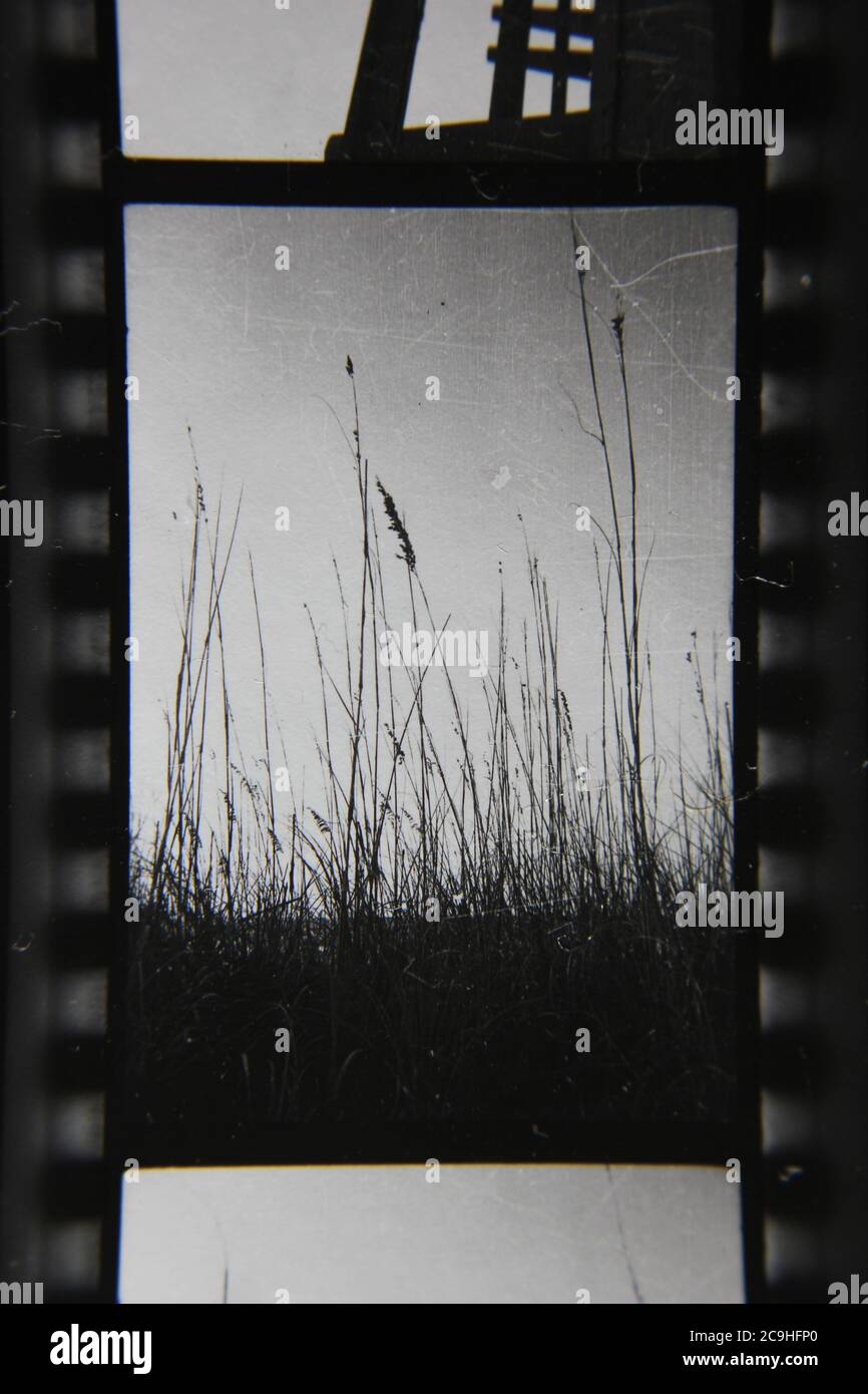 Fine 70s vintage black and white photography of fields of grasses growing in Florida. Stock Photo