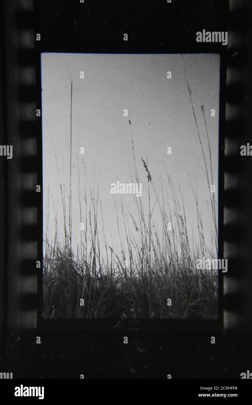 Fine 70s vintage black and white photography of fields of grasses growing in Florida. Stock Photo