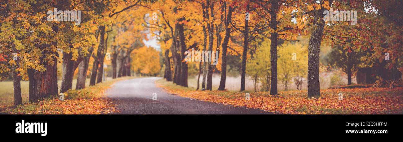 asphalt road with beautiful trees in autumn Stock Photo - Alamy