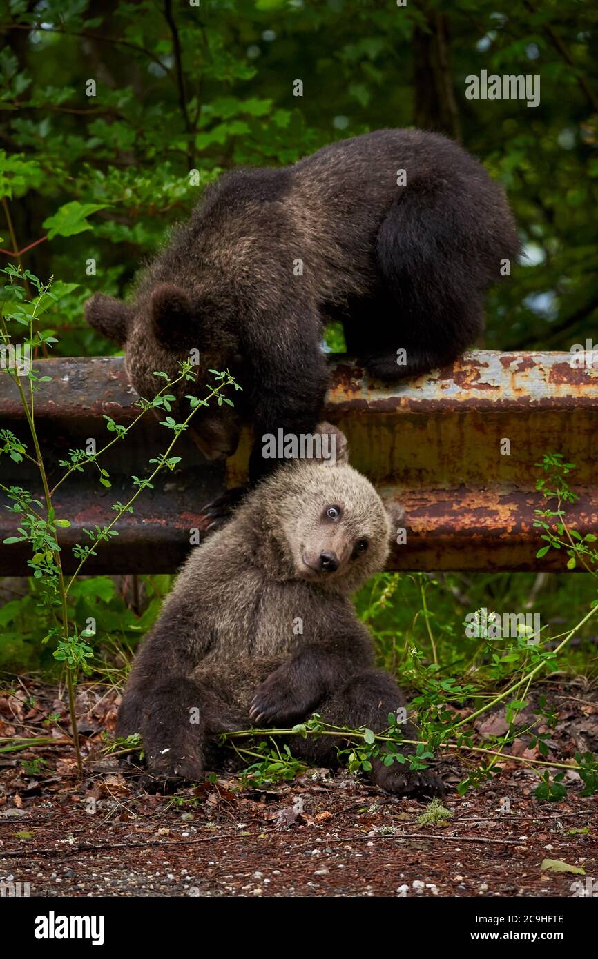 Two brown bear cubs playing by the side of the road Stock Photo - Alamy