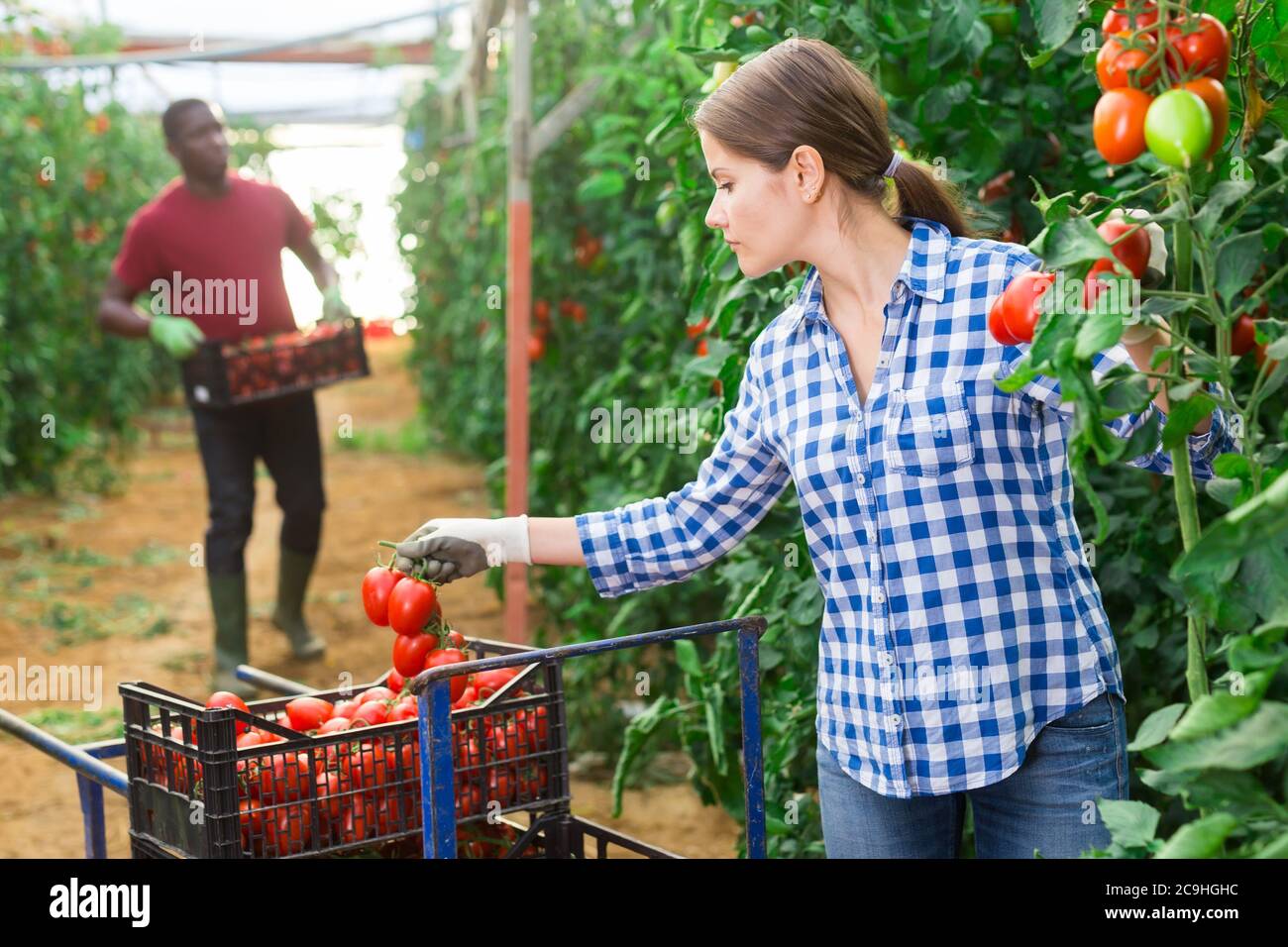 Woman carries on wheelbarrow plastic boxes with harvest of ripe ...
