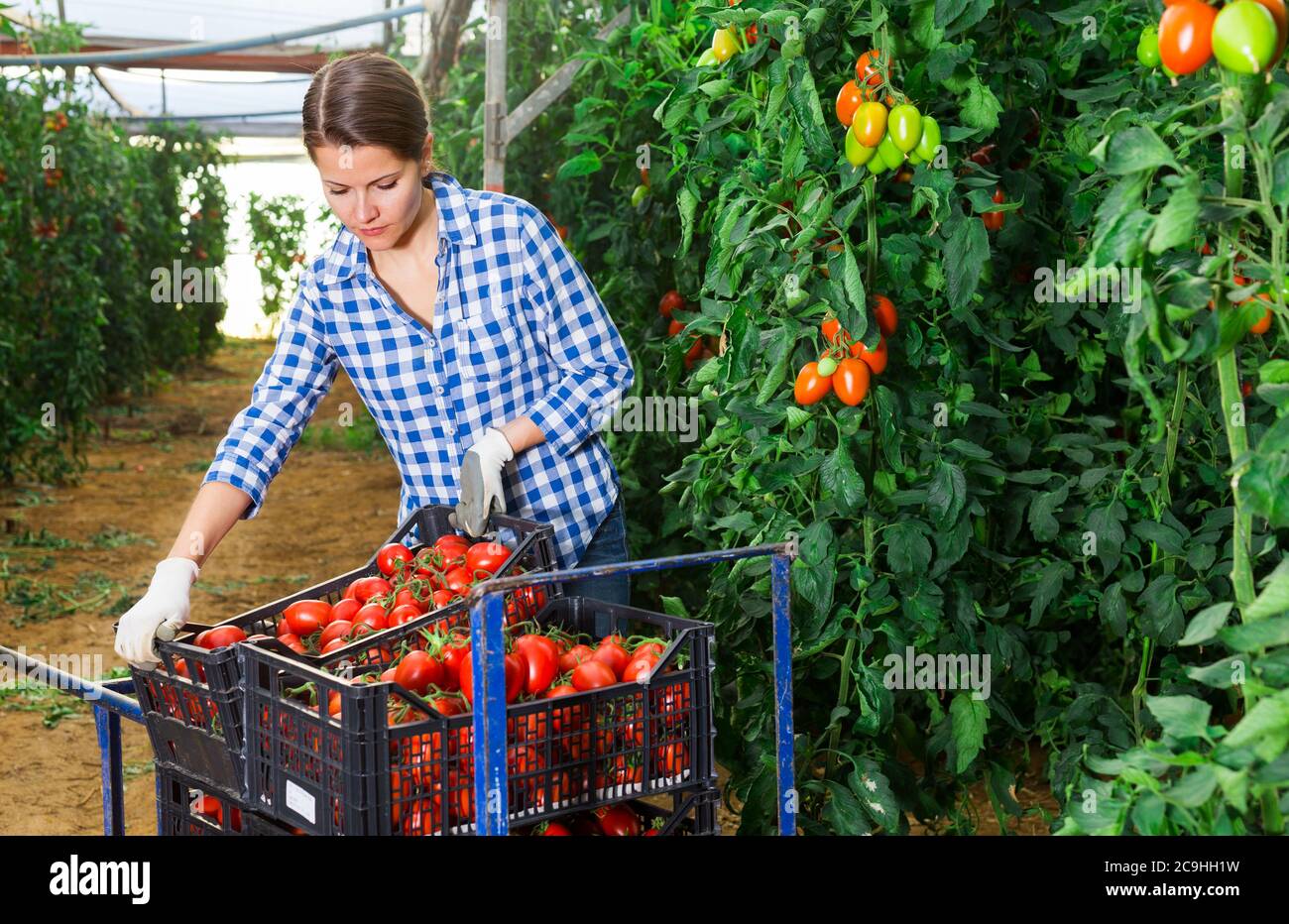 Female owner farmer carries boxes of ripe tomatoes on garden ...