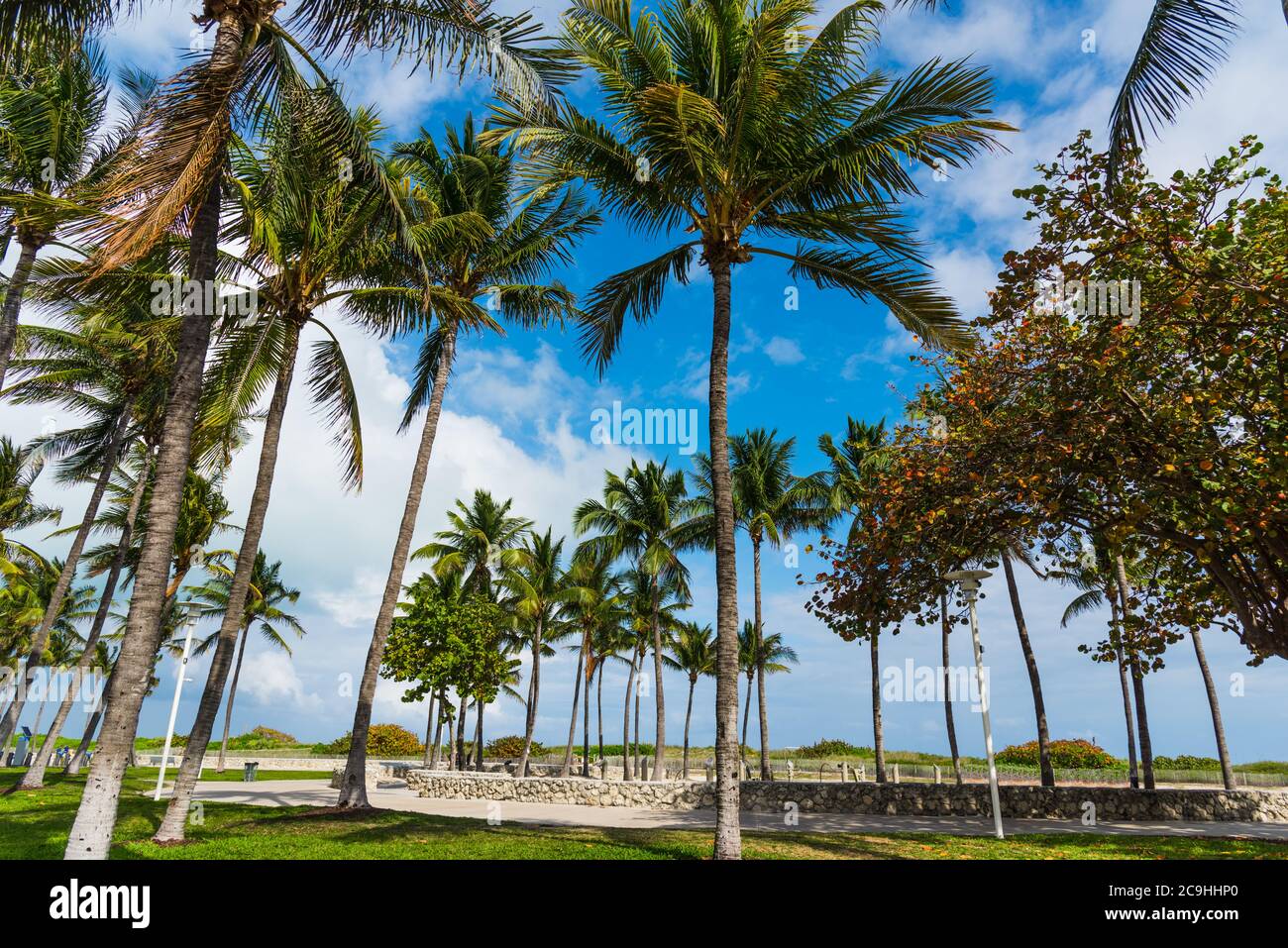 Palm trees in Lummus Park. Miami Beach, USA Stock Photo