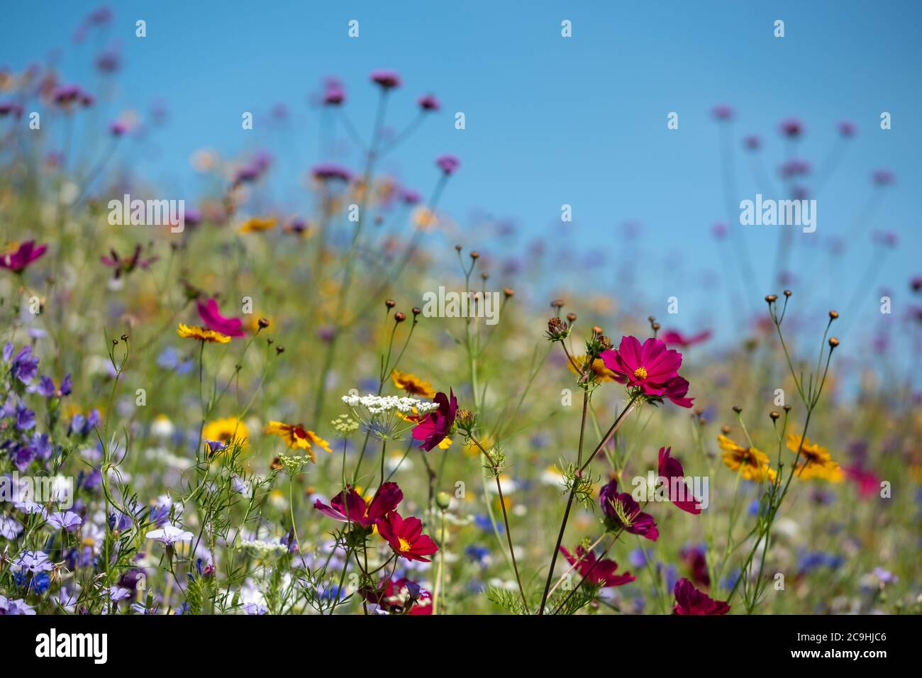 Variety of colourful wild flowers in bloom, photographed outside the Savill Garden building, Egham, Surrey, UK Stock Photo
