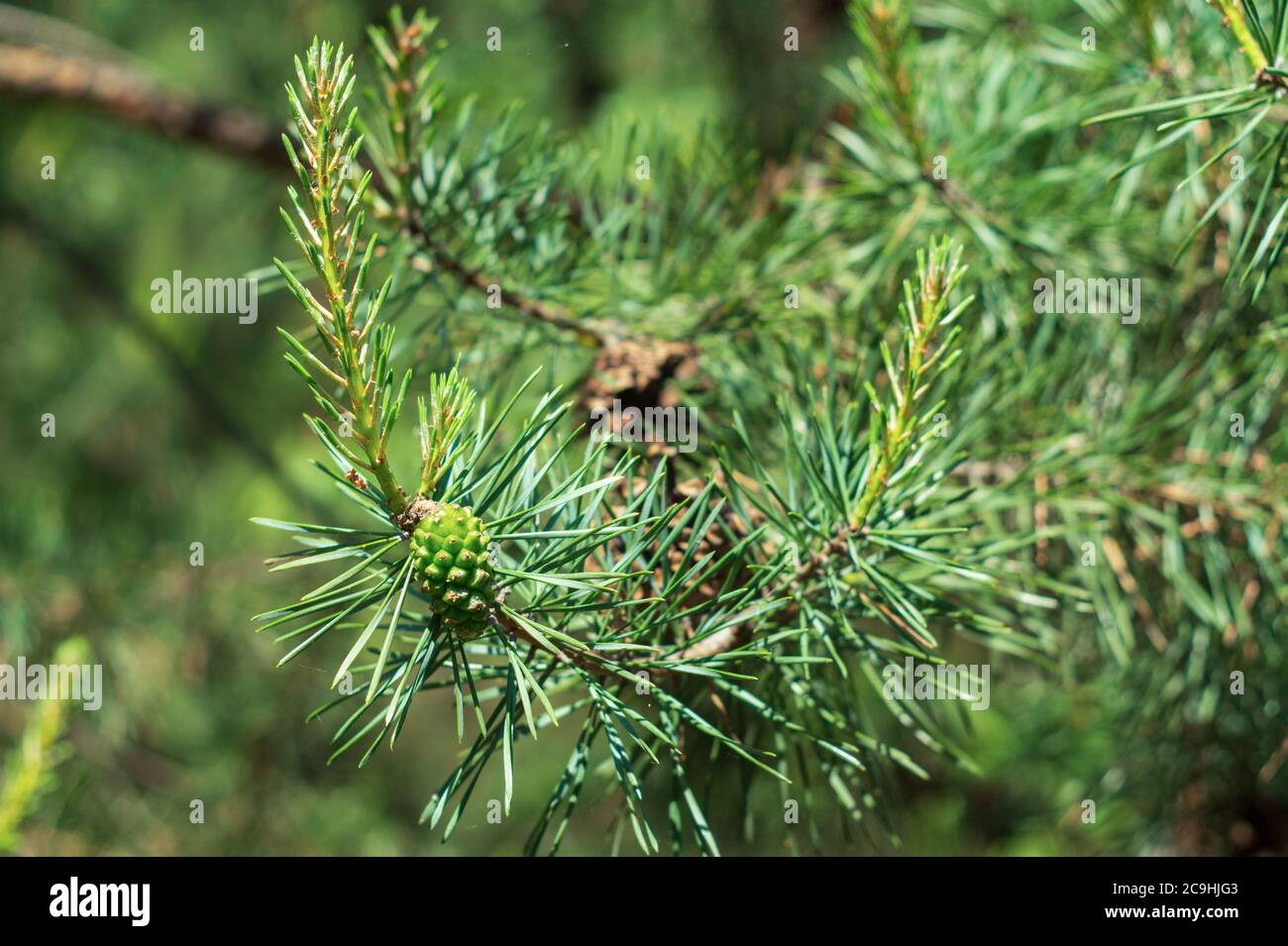 Young shoots and green cones on pine branches in the forest Stock Photo