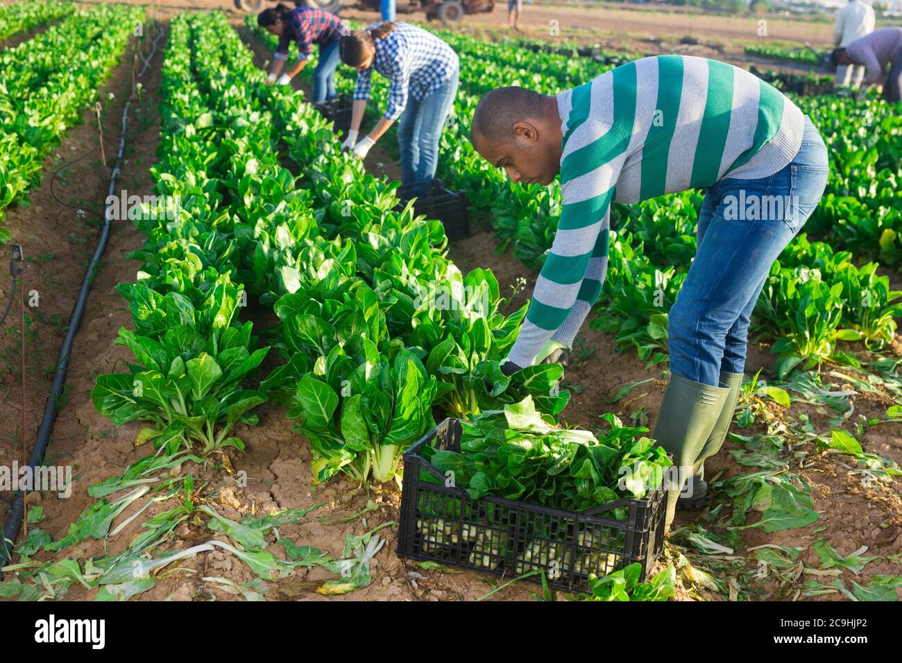 Skilled latina man engaged in gardening picking fresh swiss chard on farm Stock Photo