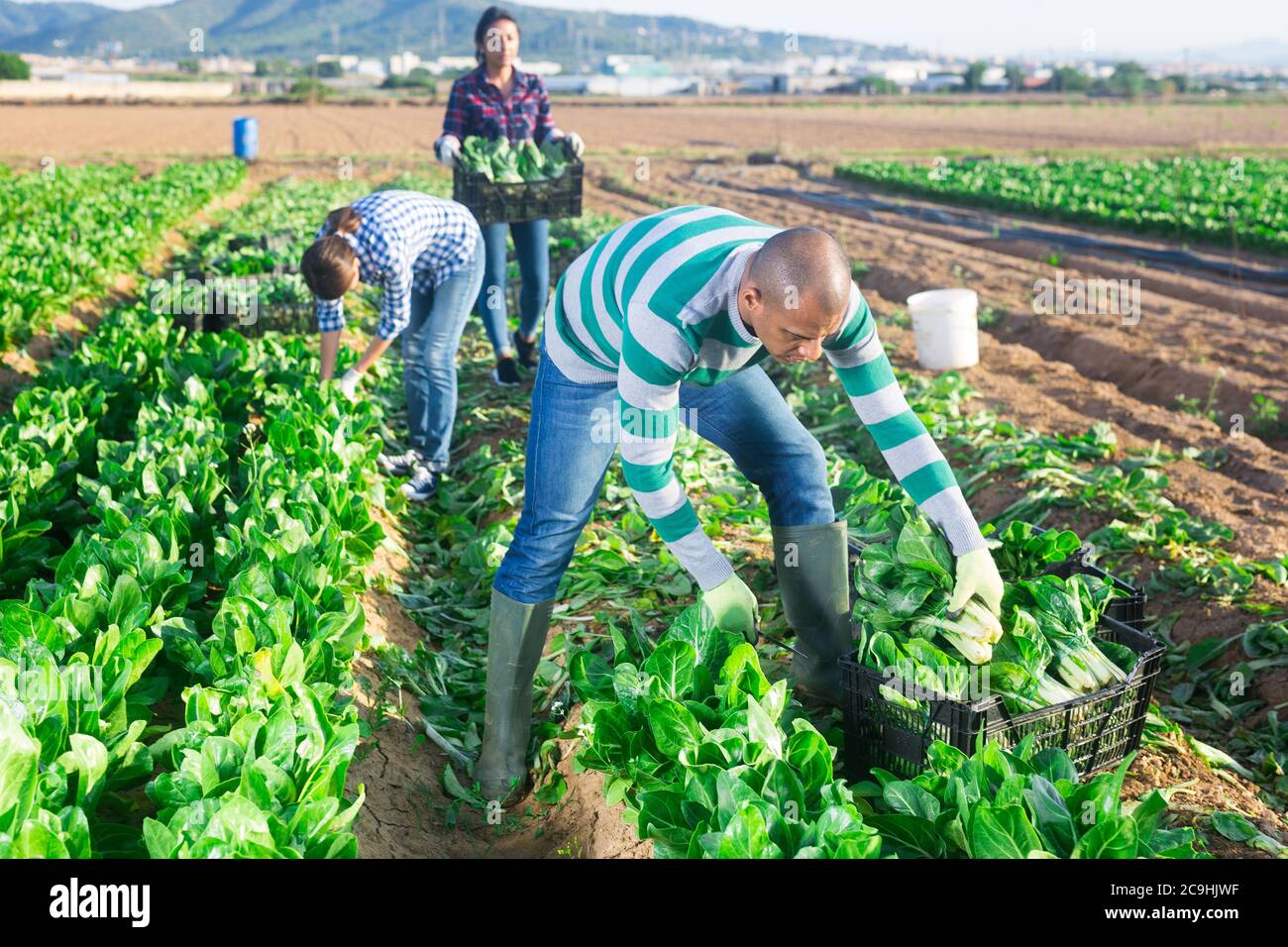 Positive hispanic male worker gathering harvest of organic chard Stock Photo