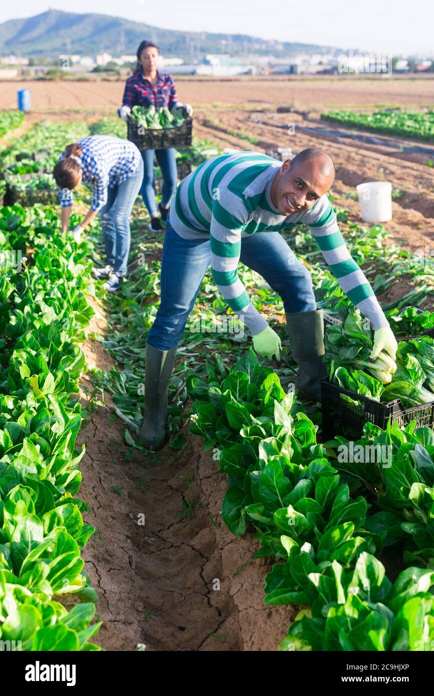 Young adult latino male farmer harvesting green leafy vegetable on field Stock Photo