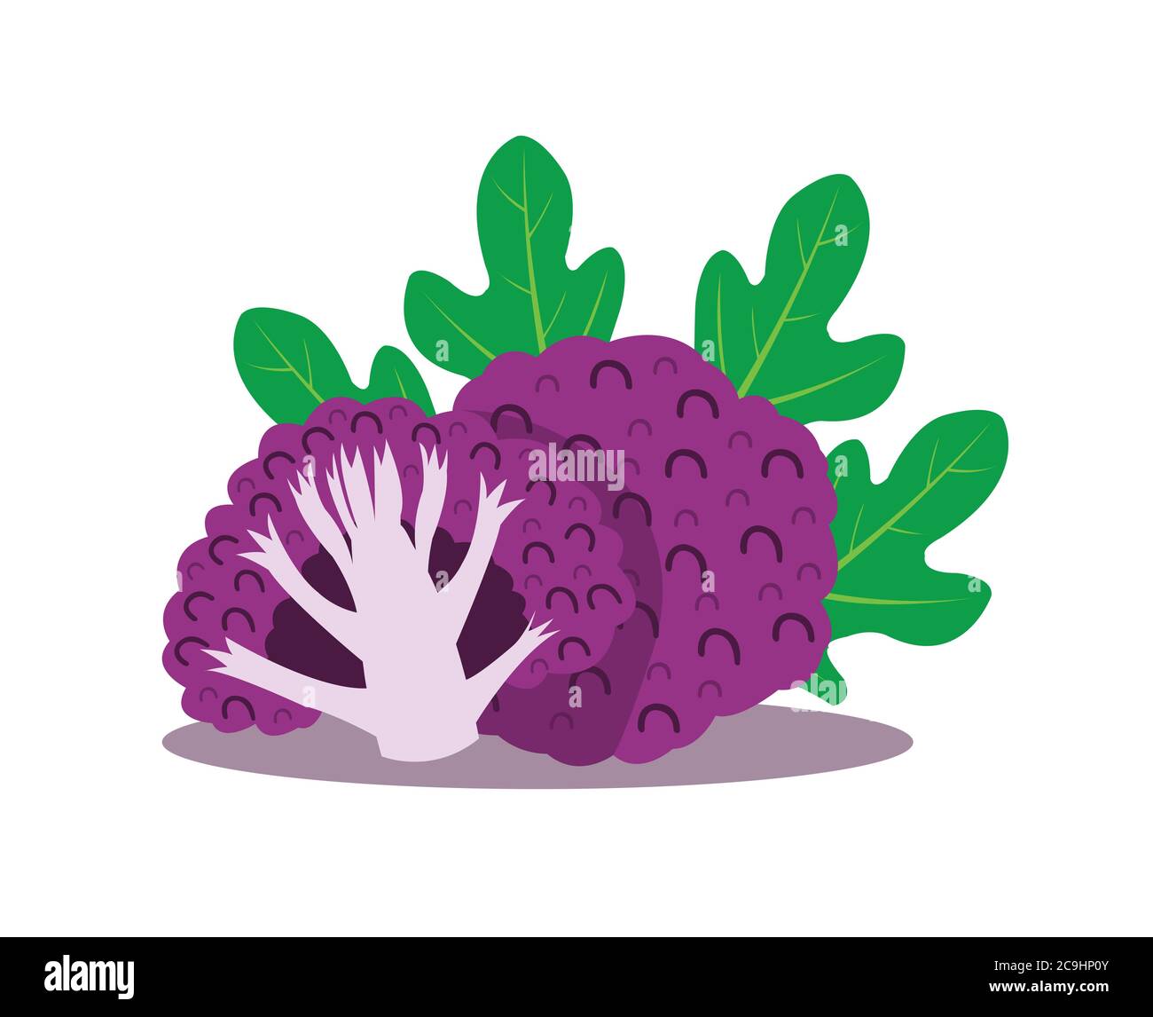 Purple cauliflower isolated on white background. Stock Vector