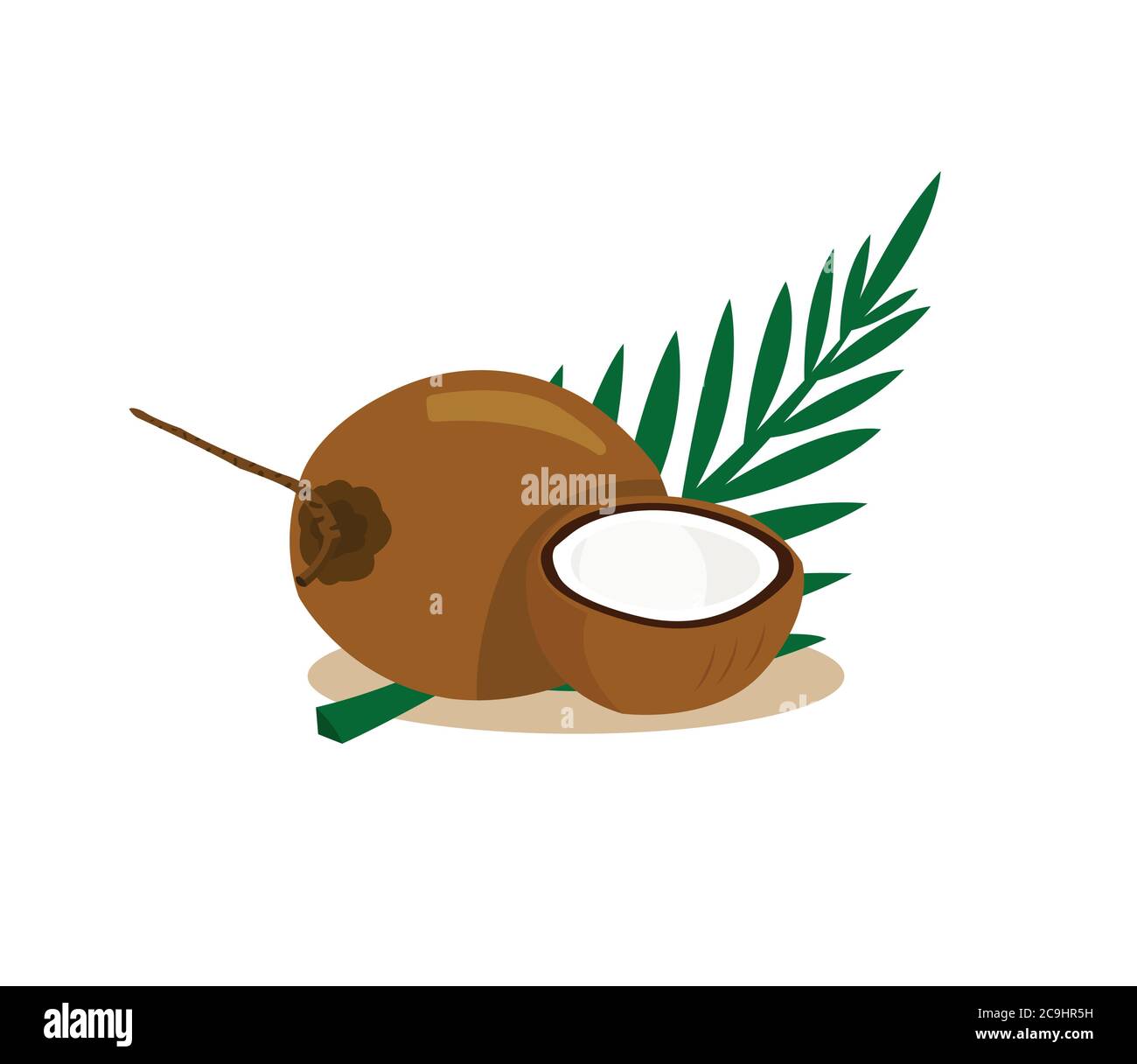 Brown coconut isolated on white background. Stock Vector
