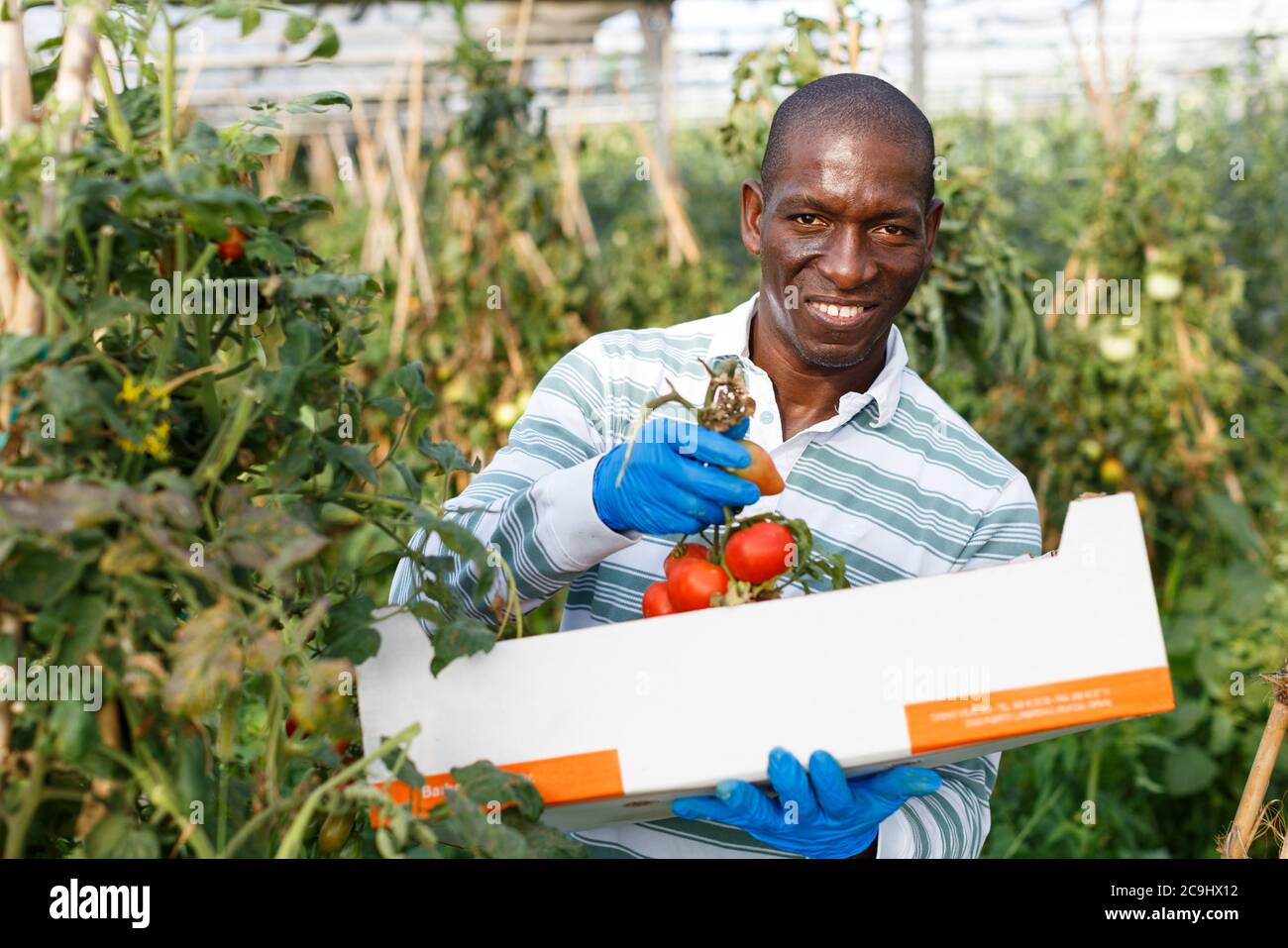 Happy experienced male farmer gathering in crops of ripe tomatoes in ...