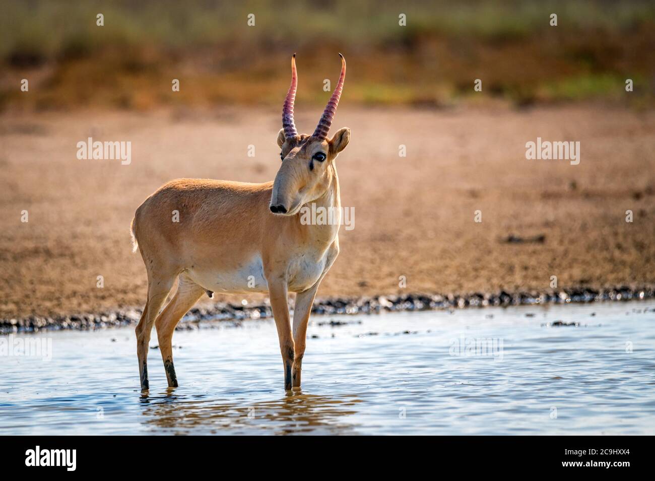 Saiga Antelope Or Saiga Tatarica In Steppe Stock Photo Alamy