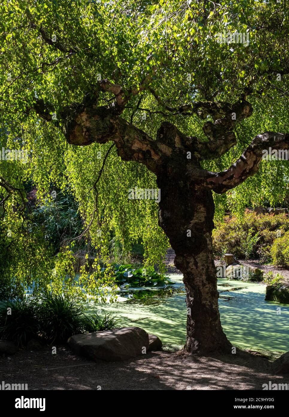 The light garden willow branch online