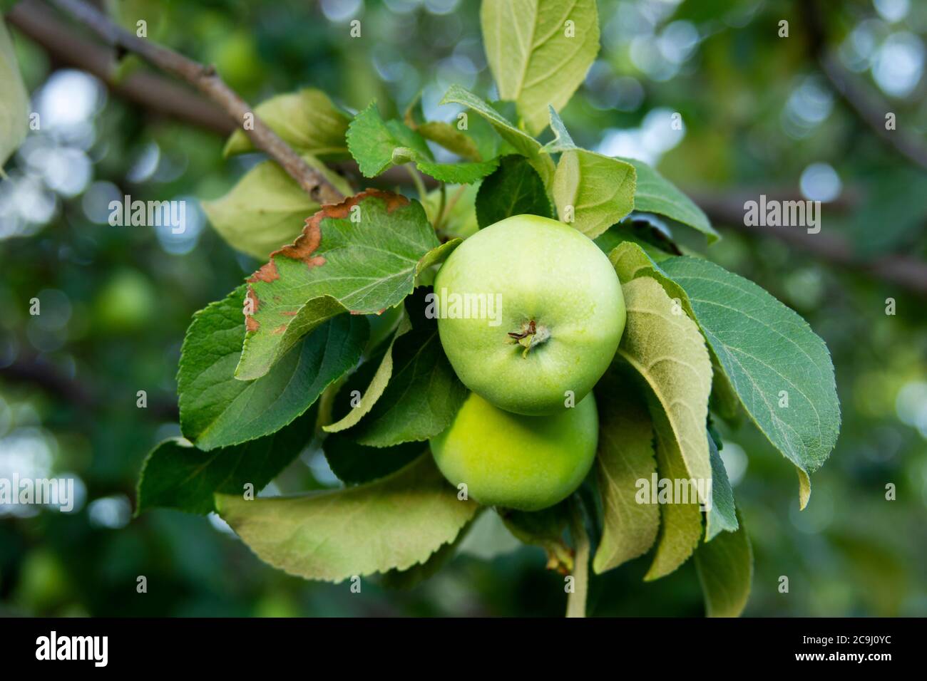 Green apples on the branch. Anthracnose on the leaf. Diseases of the apple tree. New harvest in the orchard. Two healthy fruits are ripening in the ga Stock Photo