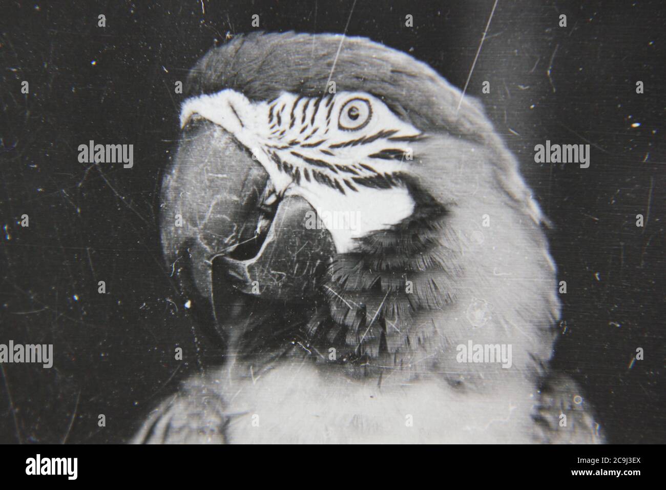 Fine 1970s vintage black and white photography of a closeup of a handsome parrot. Stock Photo