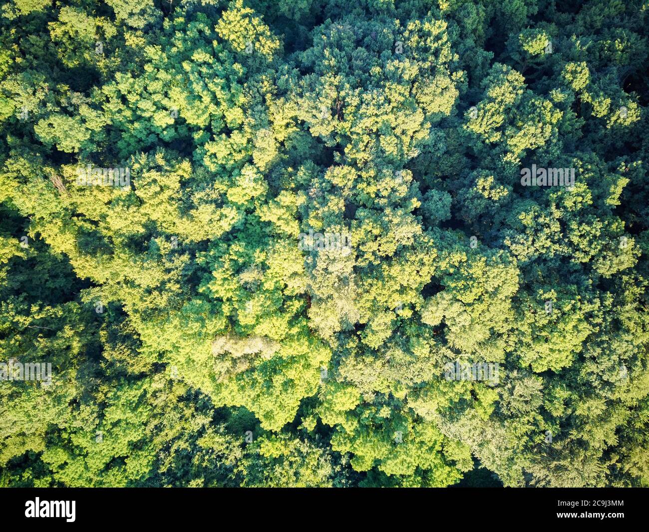 Eagle eye view of dense, green forest, photographed with drone in Croatian Zagorje, near town of Zapresic Stock Photo