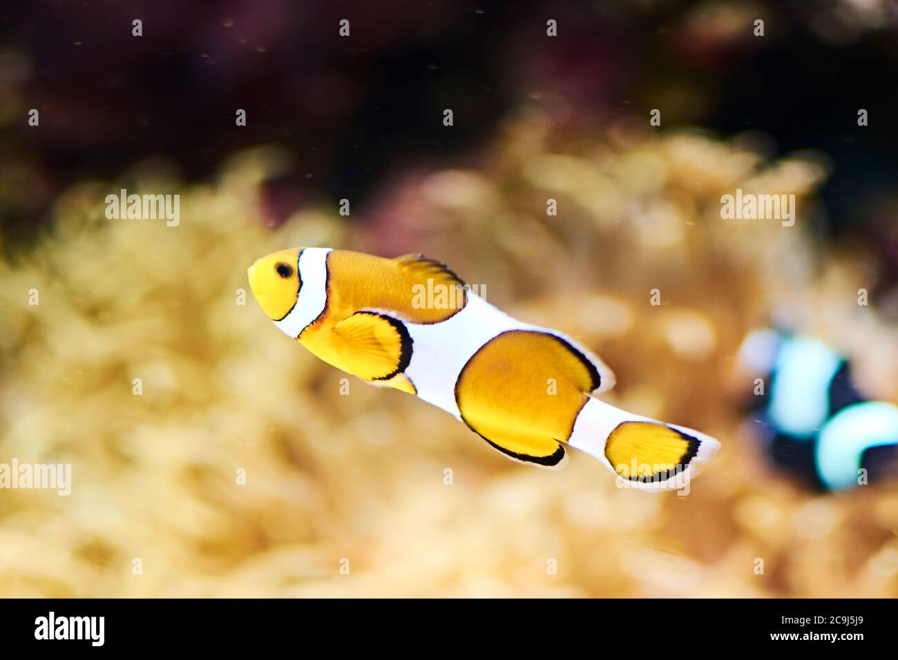 Clown fish swimming in the ocean, colorful, orange, sand, algae, light Stock Photo