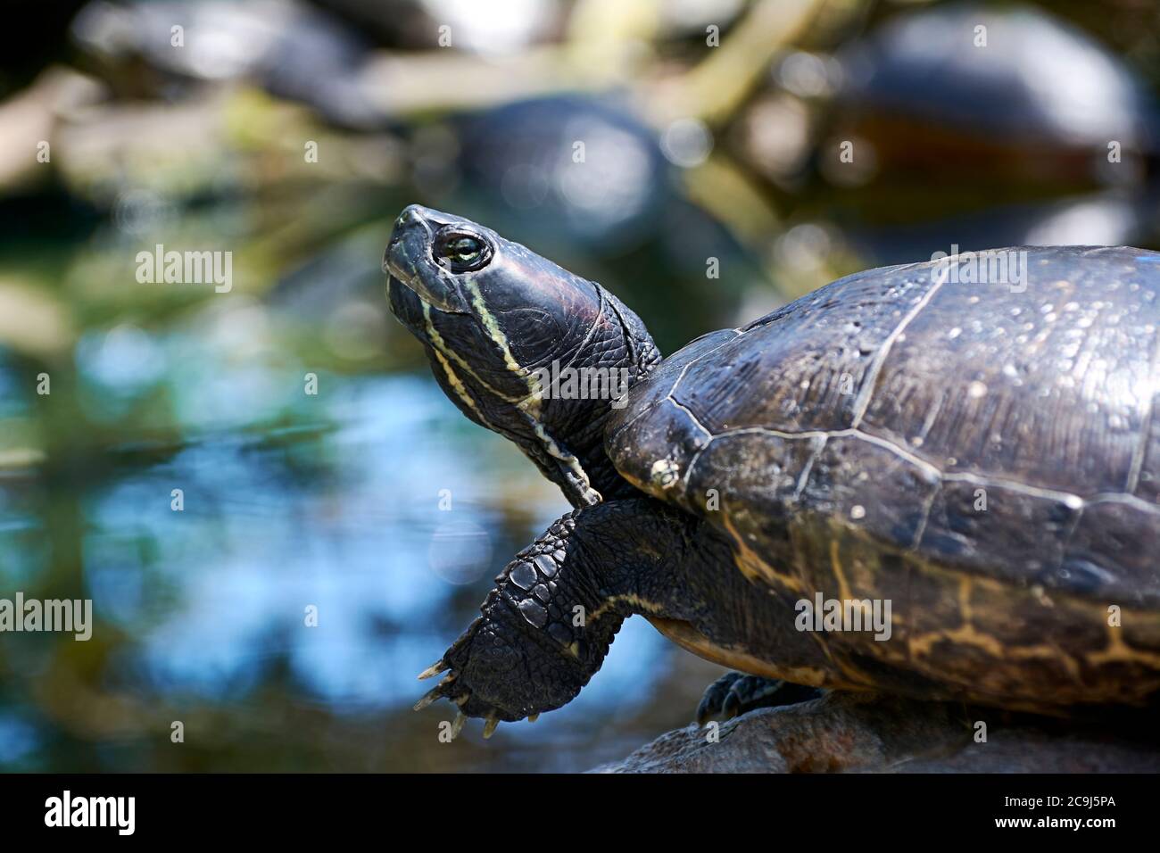 Diet aquatic vegetation hi-res stock photography and images - Alamy