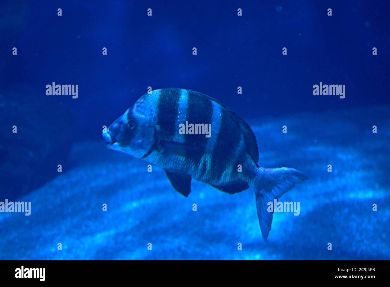 Black striped fish hires stock photography and images Alamy