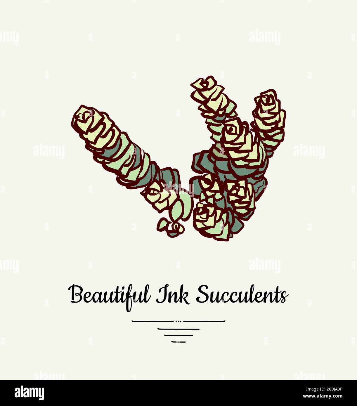 Crassula hand drawn succulent vector isolated illustration. Modern ink succulent plant logo, icon, poster, banner, postcard. Minimalistic floral Stock Vector
