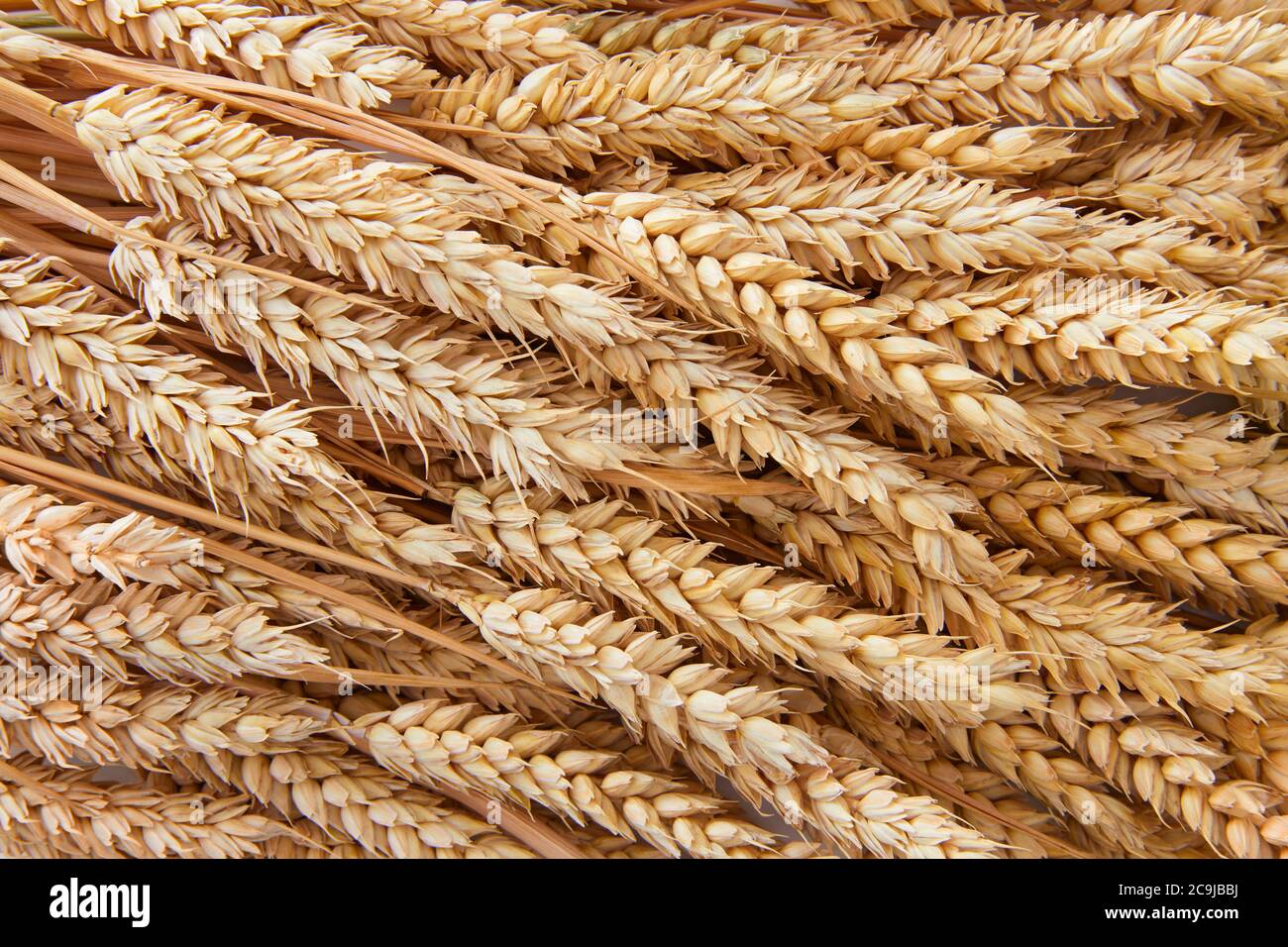 Ears of wheat, full frame. Stock Photo
