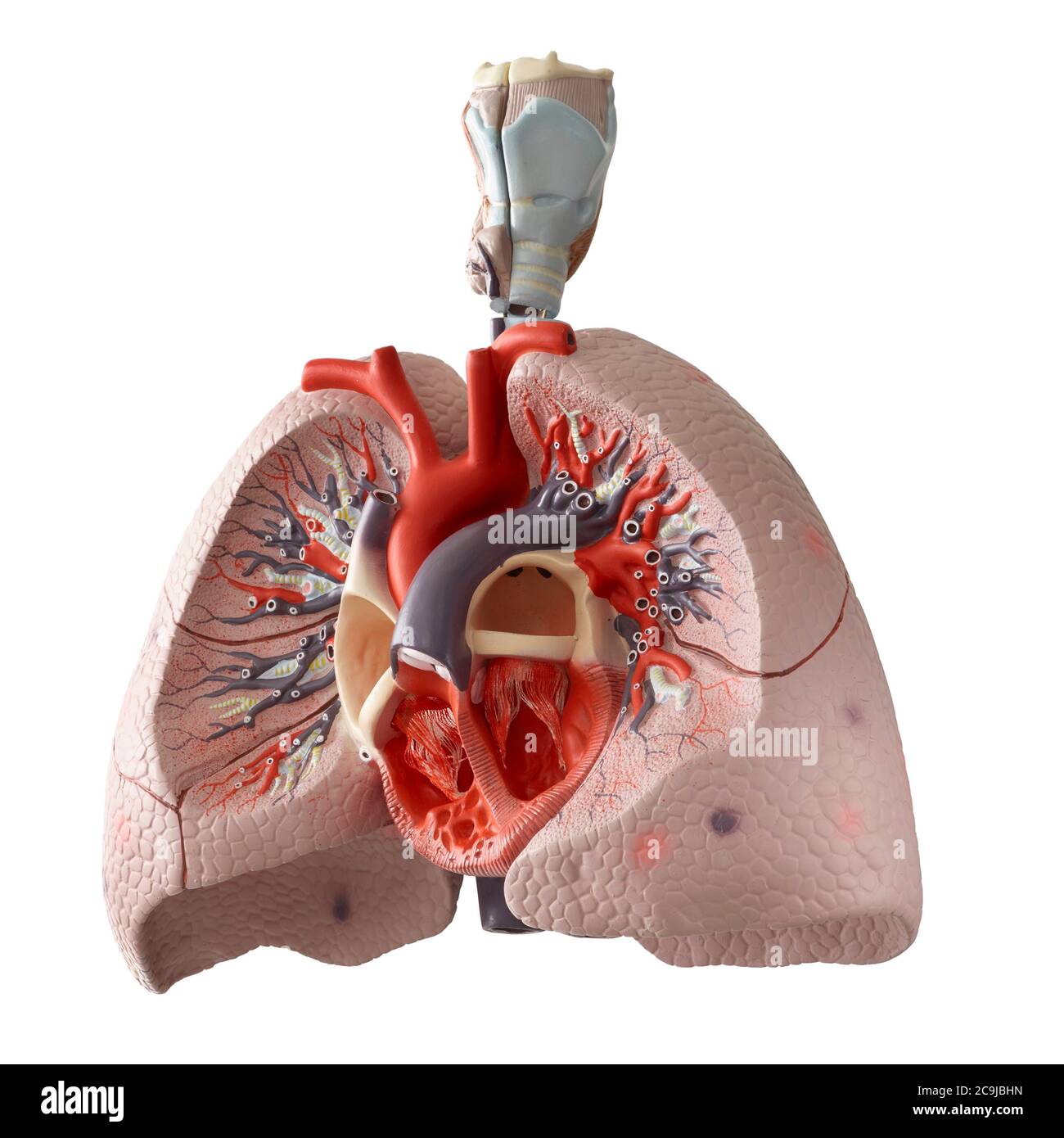 Anatomical model of the internal organs. Stock Photo