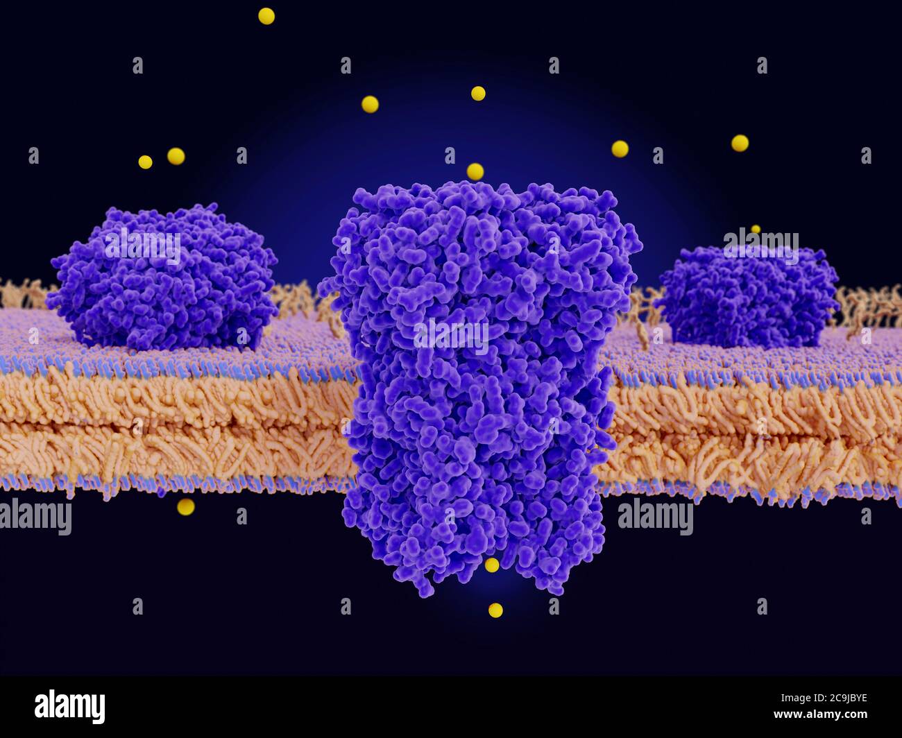 Illustration of chloride channels (purple) in a cell membrane. Chloride