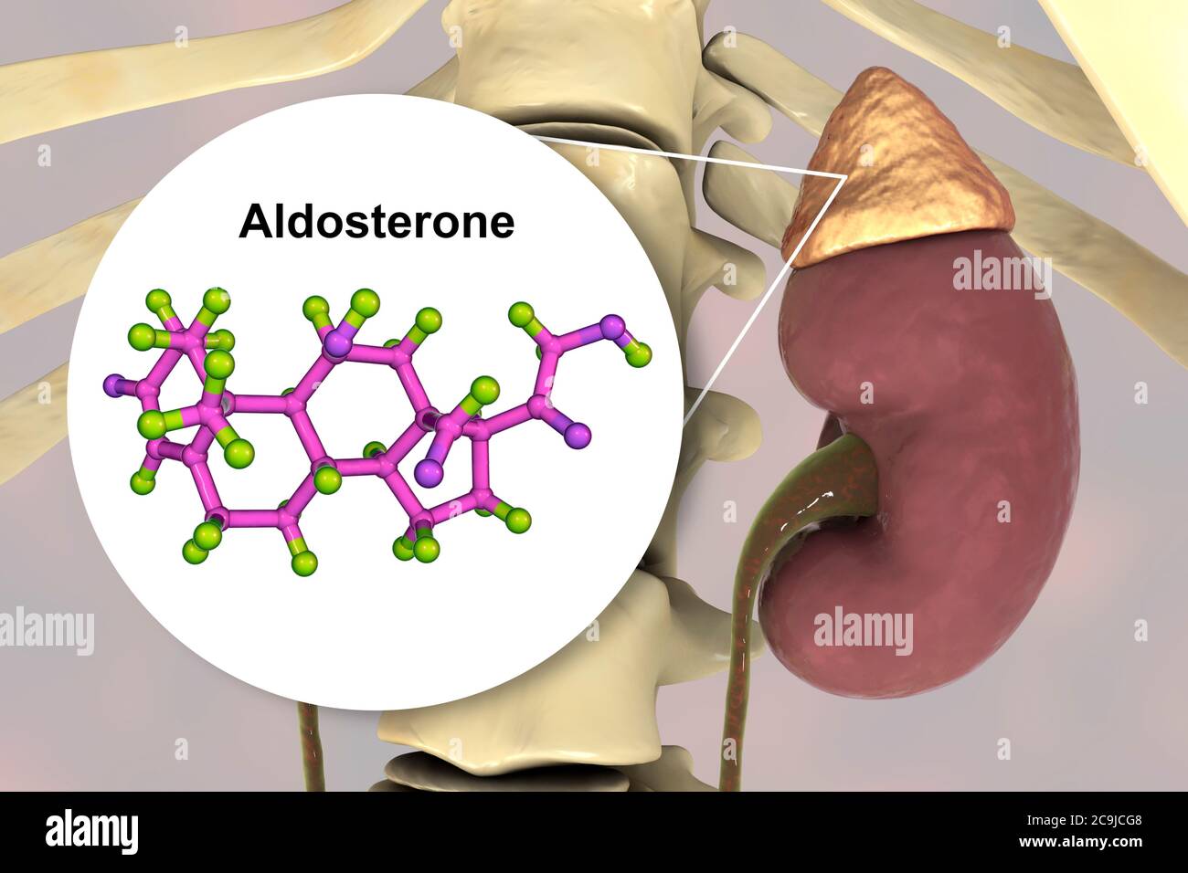 Adrenal Glands Release Which Hormone