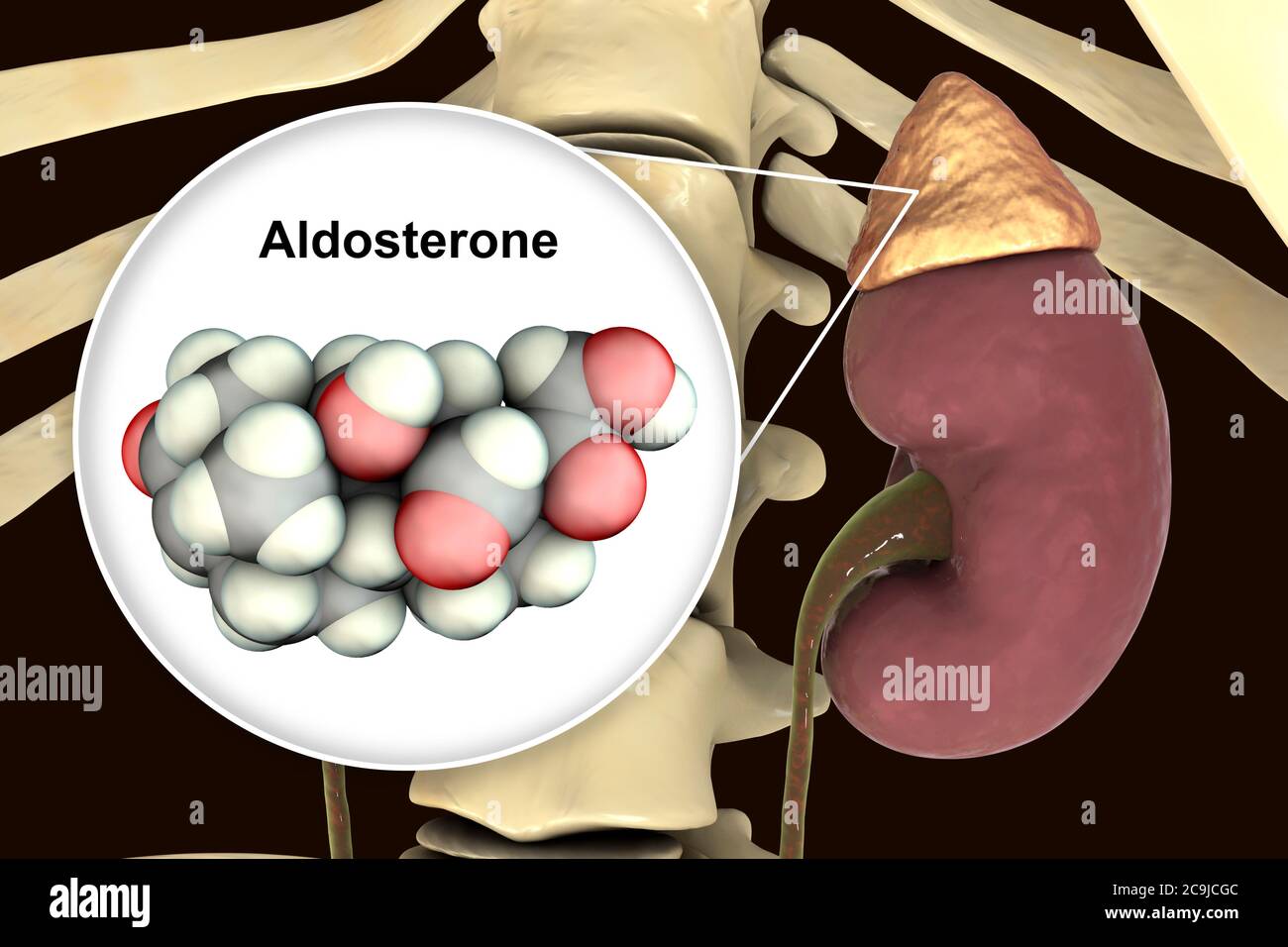 Illustration of an adrenal gland and molecular model of the steroid