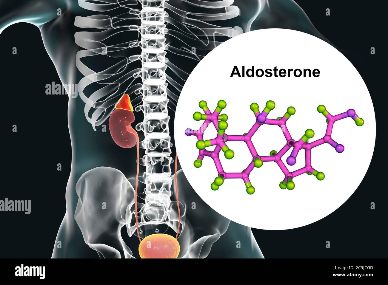 Illustration of an adrenal gland and molecular model of the steroid