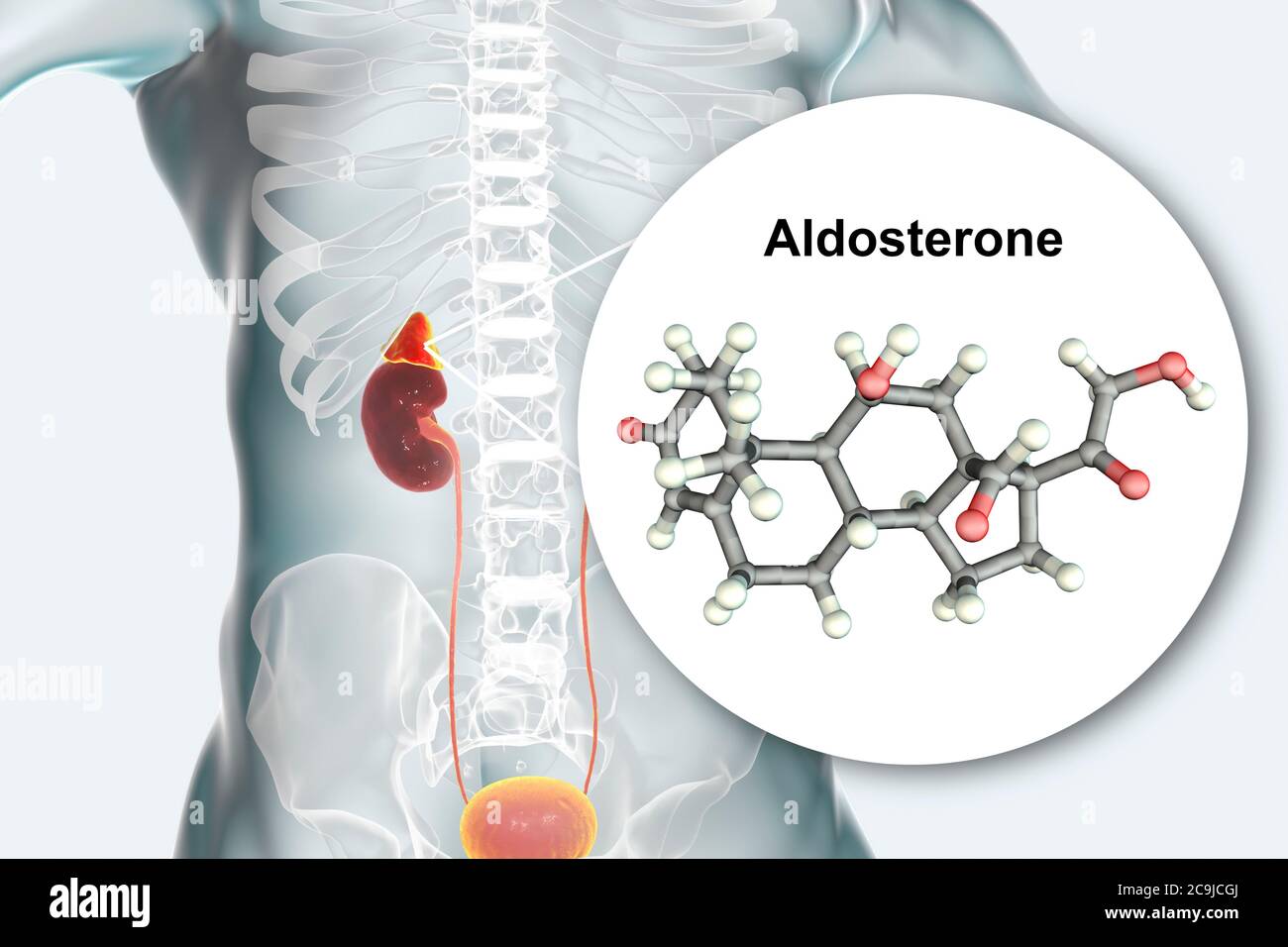 Illustration of an adrenal gland and molecular model of the steroid