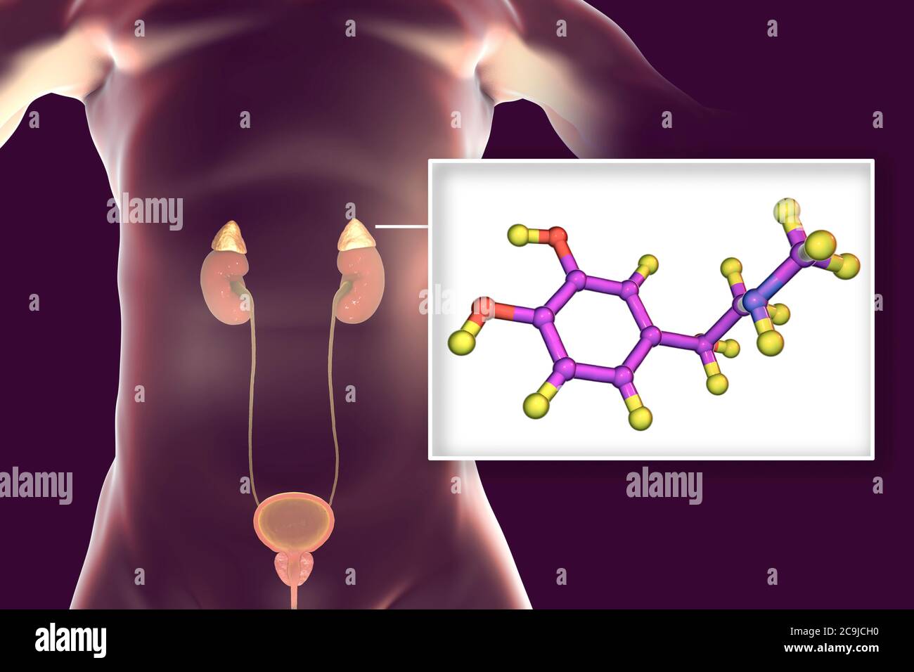 Illustration of the adrenal glands and molecular model of adrenaline