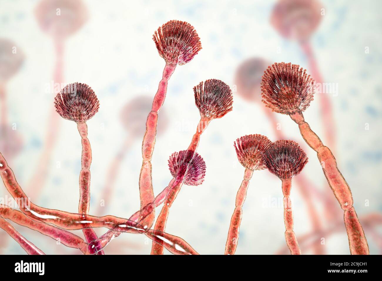 Computer illustration of green mould (Aspergillus flavus) conidiophore (fruiting structure) producing conidia (asexual conidia). Aspergillus flavus is Stock Photo