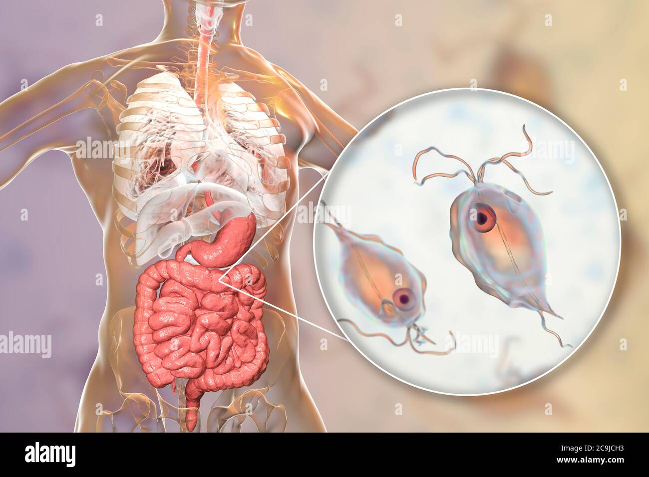 Trichomonas hominis hi-res stock photography and images - Alamy