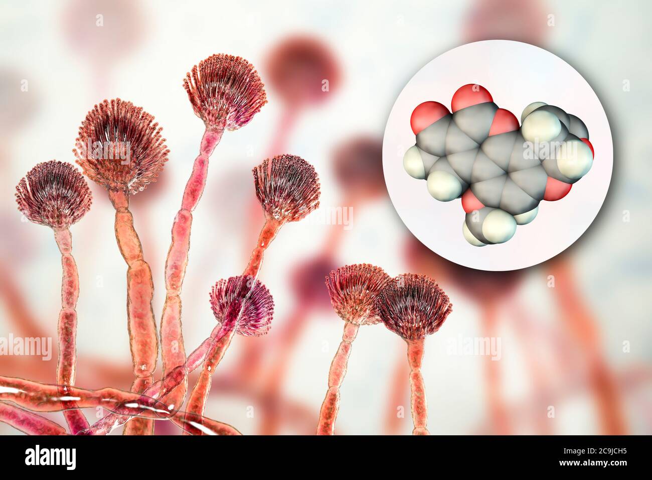 Aflatoxin B1 Molecular Model Of Mycotoxin And Close Up View Of Aspergillus Flavus Fungus Stock Photo Alamy