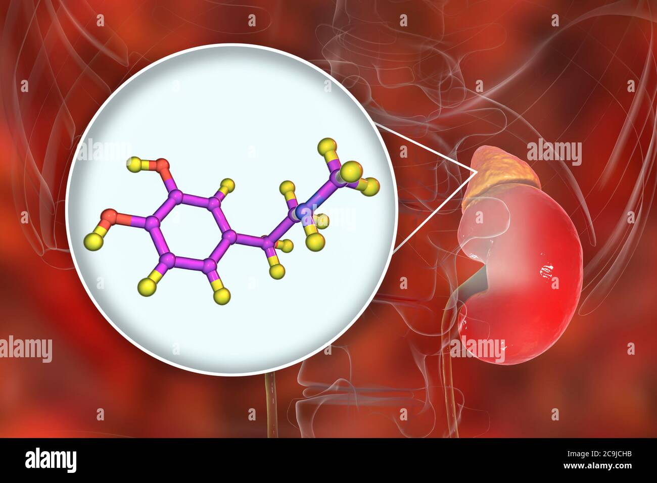 Illustration of an adrenal gland and molecular model of adrenaline