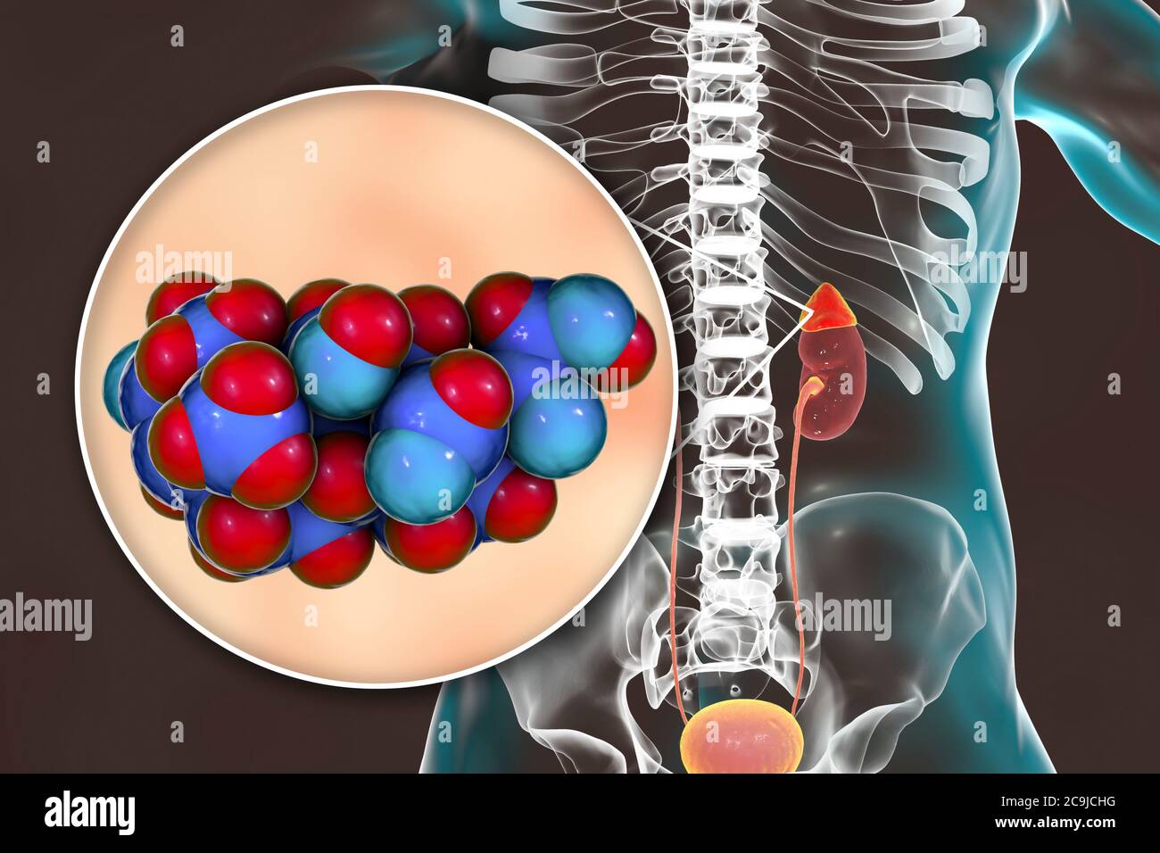 Illustration of an adrenal gland and molecular model of the steroid