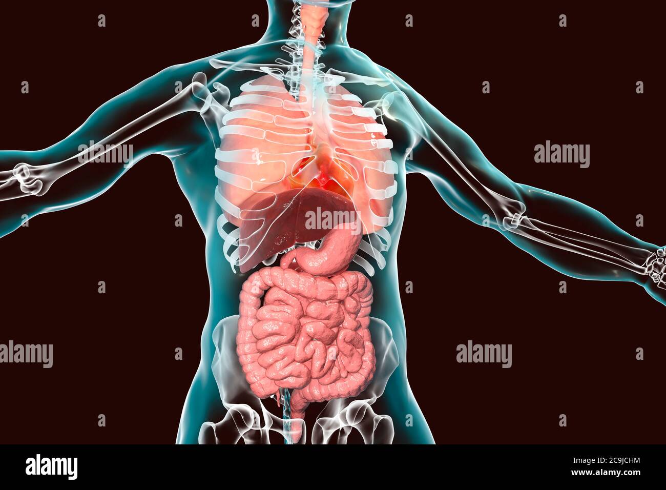 Human body anatomy, respiratory and digestive systems, computer illustration. Stock Photo