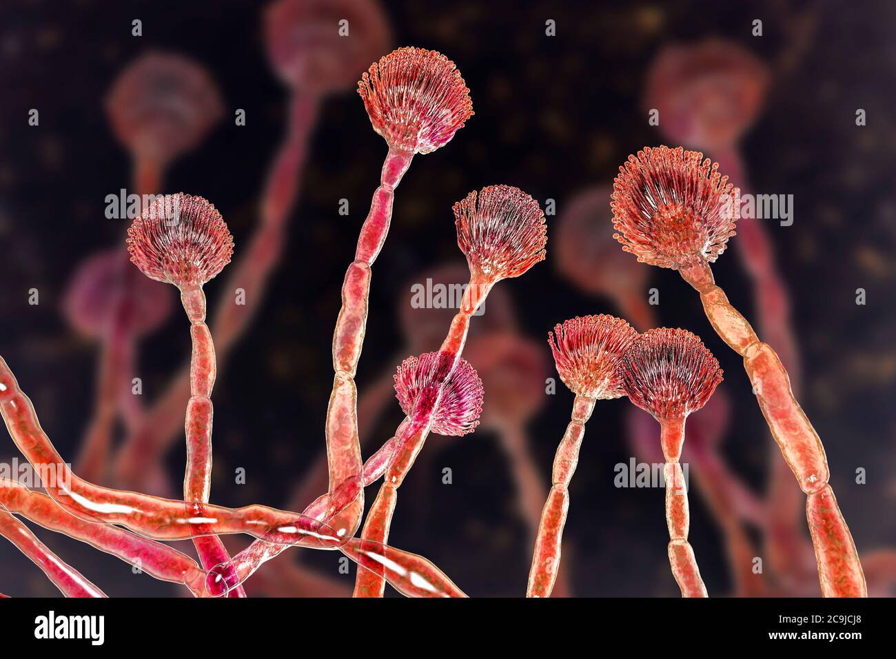 Computer illustration of green mould (Aspergillus flavus) conidiophore (fruiting structure) producing conidia (asexual conidia). Aspergillus flavus is Stock Photo